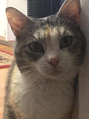 photo of Moonwalk S.