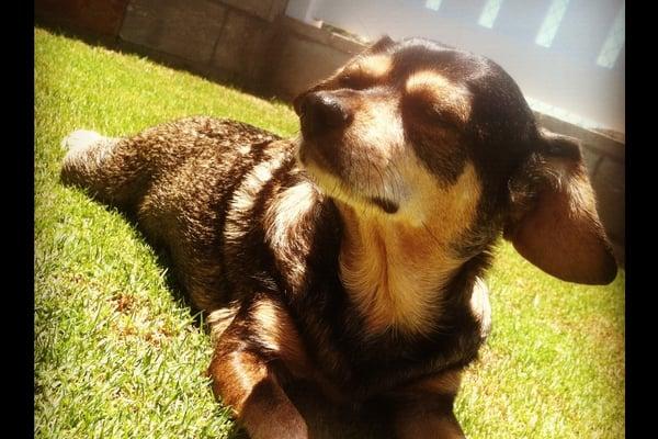 photo of Cupester C.