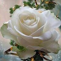 Photo of Guillermina R.