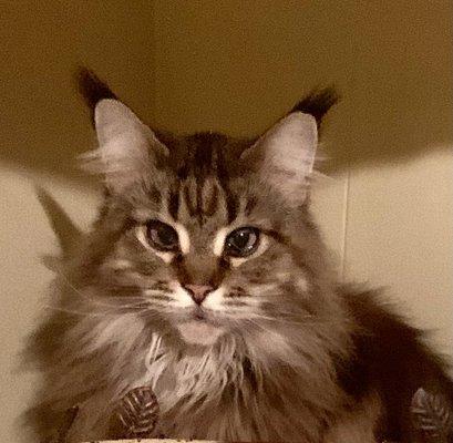 photo of GigiCanRN C.