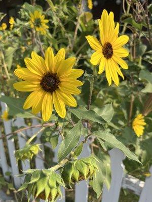 Photo of Alisia Ashley M.