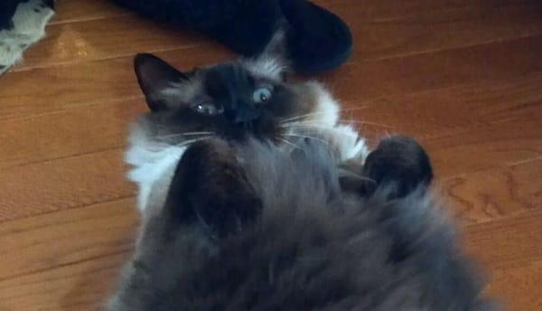 Photo of Silky B.