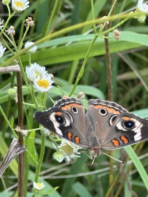 photo of Mariposa D.