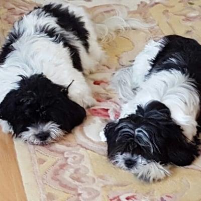 photo of Booskywitz ..