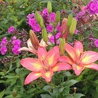 photo of Jacqulynne S.