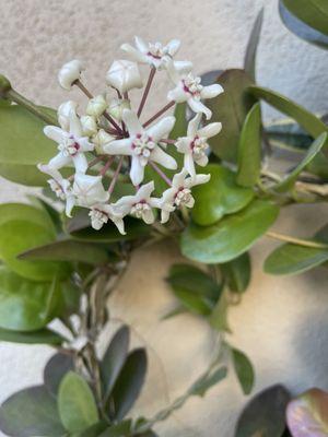 photo of Jennifer H.