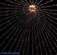 Photo of Meaghann O.