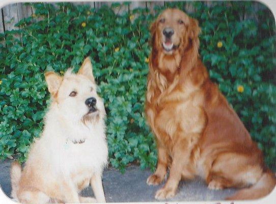 Photo of Dog L.