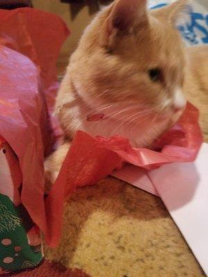 photo of Nichelle B.