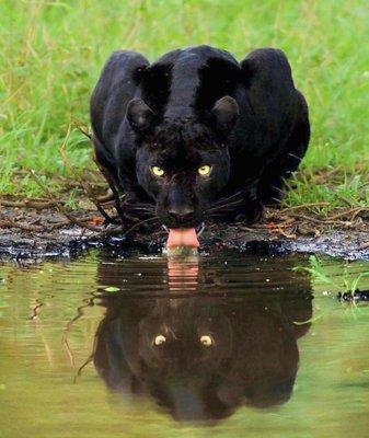 photo of Chauncey B.