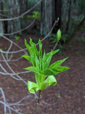 photo of Jellyfish Z.