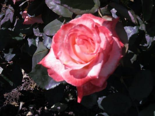 Photo of Anne G.