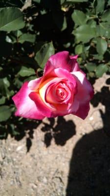 photo of Veronica A.