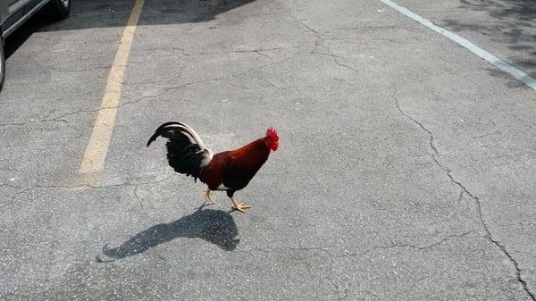 photo of Rooster R.