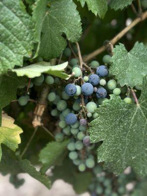 photo of Jennifer P.