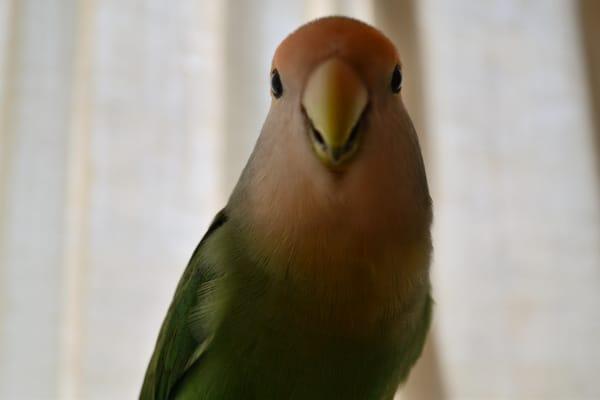 photo of Earl Bryan D.