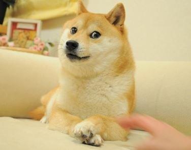 photo of Doge W.