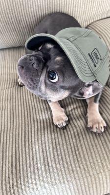 photo of Smokin Blue Pits ..