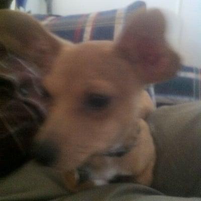 Photo of Mutt J.