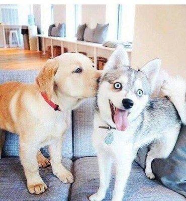 photo of FoodGrade H.