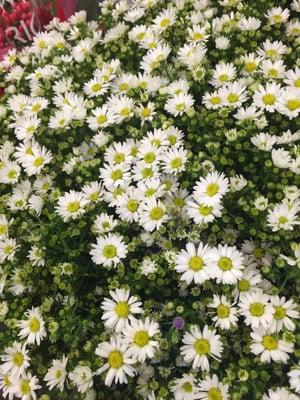 photo of Jasielle T.