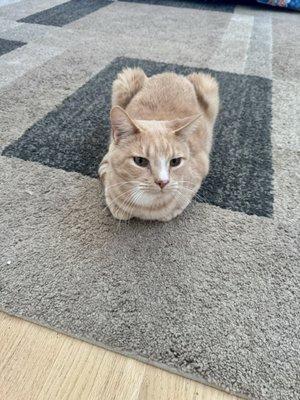 photo of Corban Wildschut W.