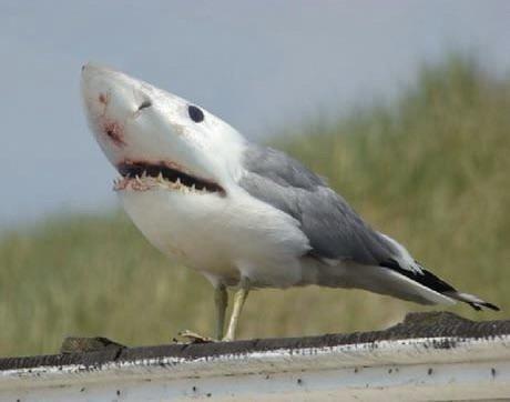 Photo of Shark B.
