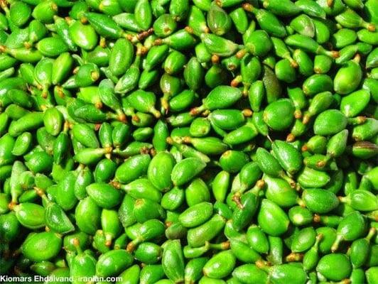 photo of farangis f.