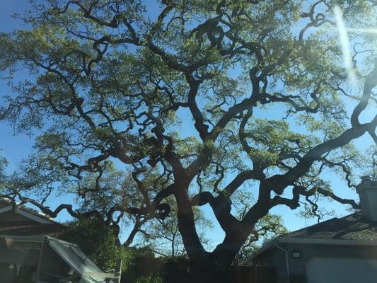 photo of Anonymous R.