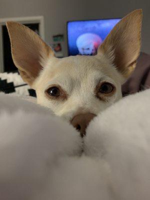 photo of Danalitz L.