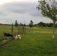 photo of Dandie M.