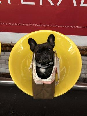 photo of PoliStein O.