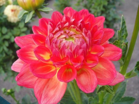 photo of Alexisse R.