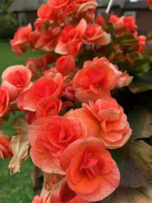 photo of Teresita R.