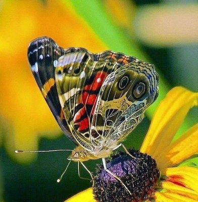 photo of Marty Lou P.