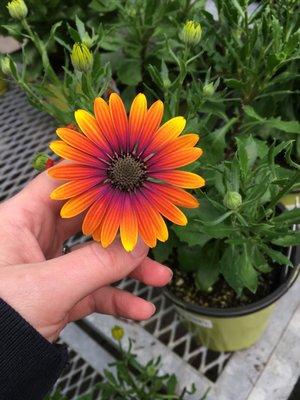 photo of Brittnee P.