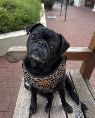 photo of Brittany P.