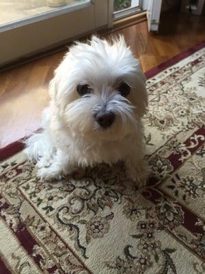 photo of My Honest Opinion ..