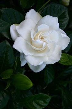 Photo of Online R.