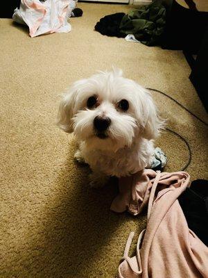 photo of Cinderella R.