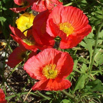 photo of Charlotte B.