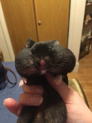 photo of Hamsterdance 1.