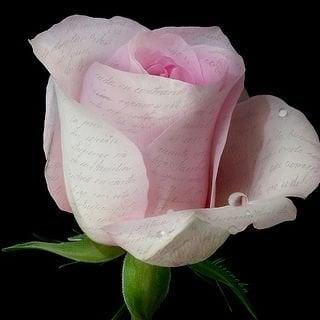 Photo of Mirenchu F.