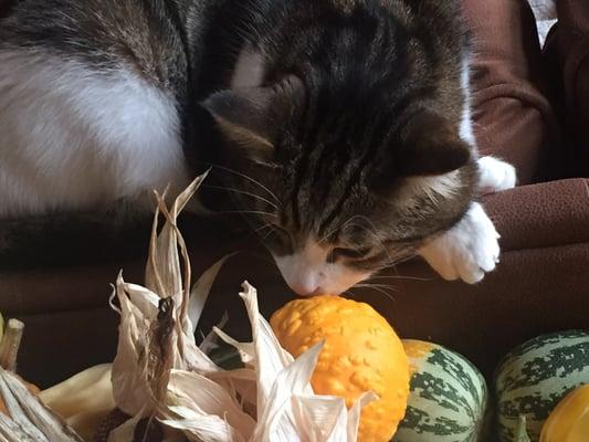 Photo of Stephanie N.