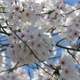 photo of Jennifer S.