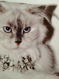 Photo of Nini R.