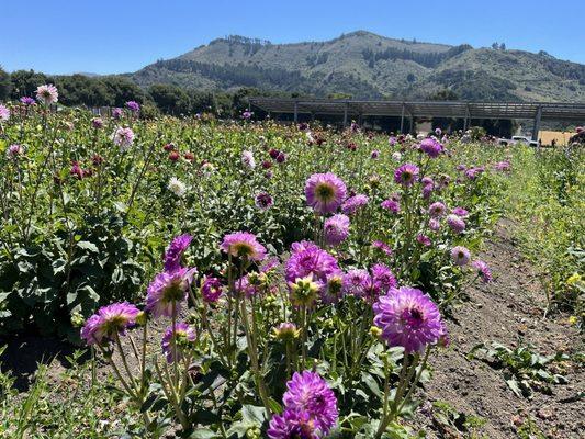 photo of Karen S. H.