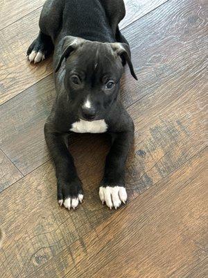 photo of OwU Gossip-scholar 4.