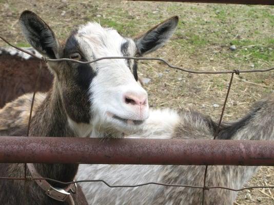 photo of Salvadore D.