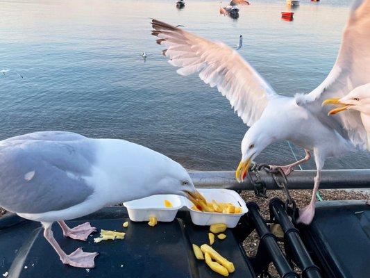 Photo of Seagull C.